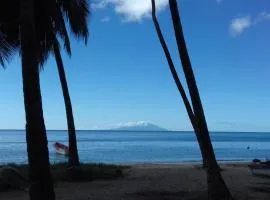 Palm View
