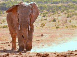 Addo Elephant Safari Lodge - Bellevue Forest Reserve, chata v destinaci Paterson