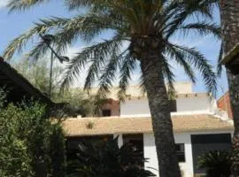 Sun & Palm Trees