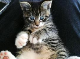 simba, hotel em Bremnes