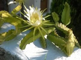 Sourmeli Garden Hotel, hotel near Mykonos Airport - JMK, Mýkonos City