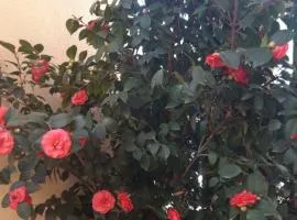 Apartmani Radovic 2