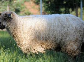 테메큘라에 위치한 코티지 Wine Country Private Working Sheep Farm; Rustic Elegance