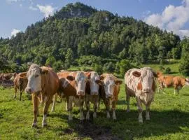 Farm Holidays Povsin