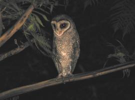 The Folly, ξενοδοχείο σε Diwan