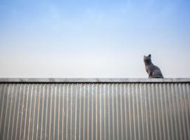 양양에 위치한 호텔 양철 지붕위의 고양이
