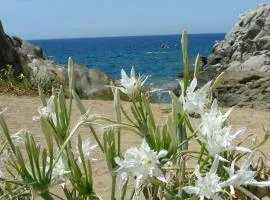 Giglio di mare Marzamemi