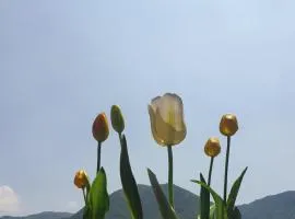B&B Tulipano