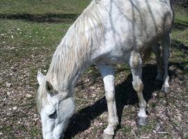 Magrignano tra animali e natura, hotell med parkering i Montieri