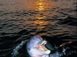 Aspra al delfino bianco