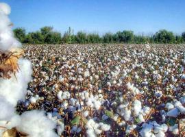 Village Home: Romiton şehrinde bir otel