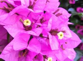 GuestHouse Bougainvillea