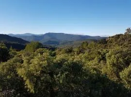 Un petit nid dans la garrigue