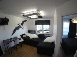 SEAGULL