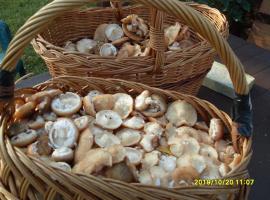 U Heleny i Piotra pokoje goscinne, hotel em Białowieża