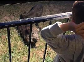 EL JABALÍ CONTENTO, hotel in Arroyo Frio