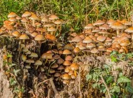 Le Chalet De Louyère