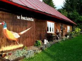 u bażanta