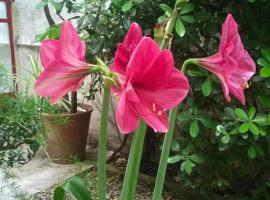 Palermo Viejo Bed & Breakfast