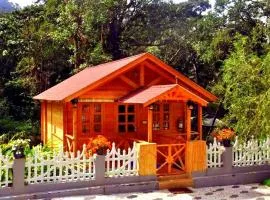 Rainforest Munnar
