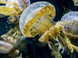 InterContinental The Clement Monterey by IHG