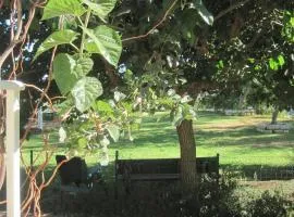 The House By The Mulberry Tree
