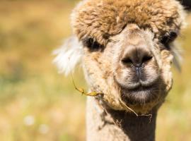 Alpacas Off Grid - Eco Cabin, hotel with jacuzzis in Takaka