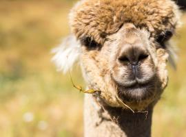 Alpacas Off Grid - Eco Cabin, hótel í Takaka