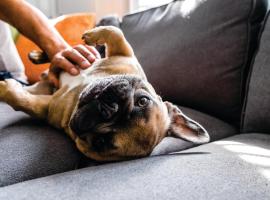 Holiday Inn Calgary Airport by IHG, hotel barato en Calgary