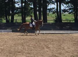 Sassi Talu Horsefarm