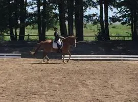 Sassi Talu Horsefarm