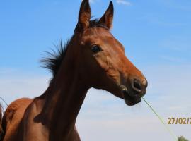 Landor Stud Farm Cottage, hotell nära Mountain Sanctuary Park, Magaliesburg