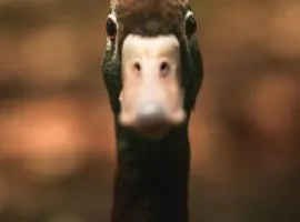 Le canard enchanté