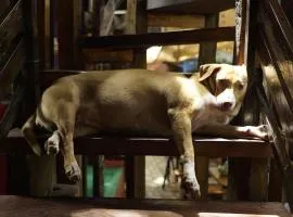 Lazy Dog Bed & Breakfast