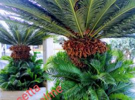 Casetta "Le Due Palme", Hotel in Castellammare del Golfo