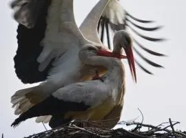 Siedlisko nad Sapiną