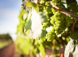 3-Zimmer Haus 85qm mit Balkon bis zu 8 Personen, hôtel à Winningen