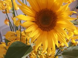 Il Girasole del Lago, hotell sihtkohas Piediluco