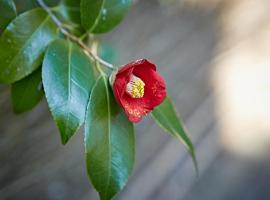 HOTEL MYTH-CLUB -ホテル マイス クラブ- Adult Only, love hotel in Kyoto