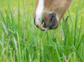 Ranch Marina, rezort v destinaci Koče