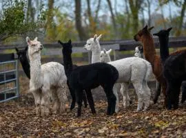 Alpaka - & Ferienhof Neukämper