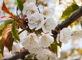 Casas Rurales Acebuche Cerezo en Flor Valle del Ambroz