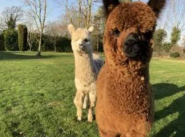 Alpaca Lodge