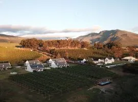 Endless Vineyards at Wildekrans Wine Estate