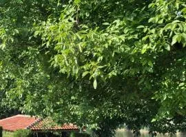 Apartmani Morava 54