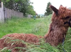 Gästezimmer 4 Gemeinschaftsbad Frei WLAN