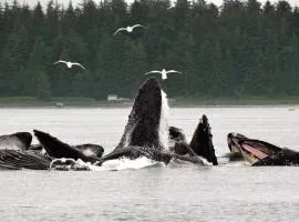 Trailhead Room - Near Mendenhall Glacier, Trails, and Conveniences - DISCOUNTS ON TOURS!