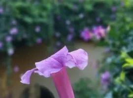 Lavanda Centro Histórico de Querétaro