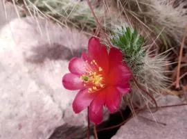 Cabaña Flor de Cardón-Juella.