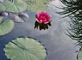 Water Lily Apartment
